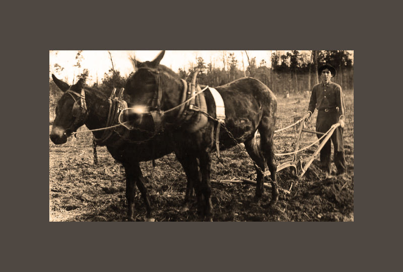 Kin A Novel by Alan Graebner